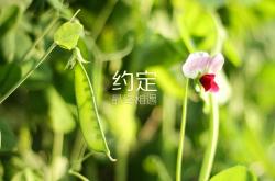 开云体育APP下载-蓝白之心与东瀛之魂，2026世界杯C组，阿根廷中场之核与梅西的终极救赎