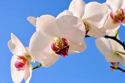 开云sport-火力全开！阿尔瓦雷斯征服非洲球迷，马德里竞技友谊赛力克喀麦隆