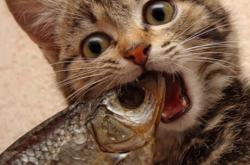 开云体育登录-冷门的尽头是巨星