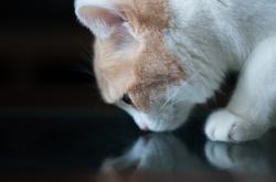 开云体育平台APP-历史最佳绝杀！新疆队力克传奇马刺，布克终成关键先生