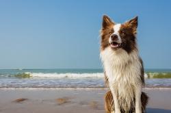 开云体育登录-欧冠淘汰赛火星撞地球，黄蜂火力如何撕破爵士铁壁？