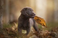 开云体育中国-美式单体爆破VS中式整体重压，哈利伯顿绝境重生与辽宁铁壁降服尼克斯