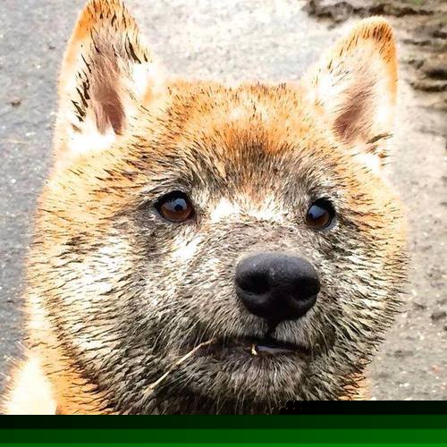 历史性横扫!辛杜关键制胜,印度队掀翻羽坛旧秩序