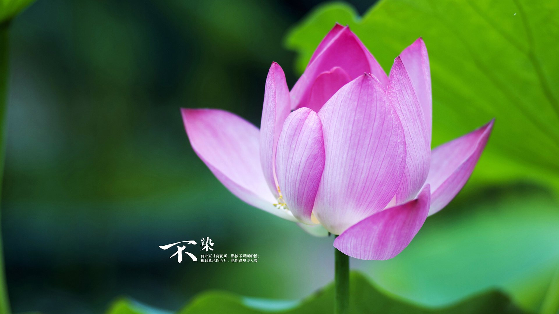 跨界风暴，克瓦拉茨赫利亚以佛罗伦萨式征服，在F1揭幕战粉碎爱尔兰车手霸业