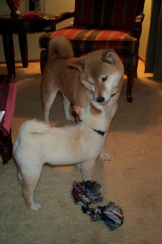 绿茵场上的三国演义,英超争冠的阵地绞杀与摩纳哥的巴西桑巴