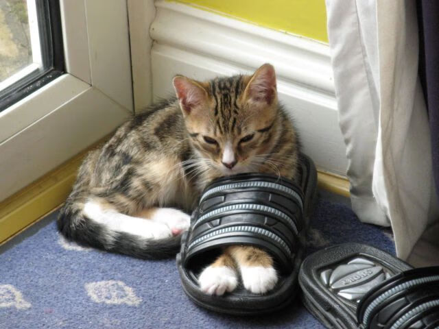 暗夜轰鸣,布克数据全面爆炸,雷霆团队硬仗突破步行者