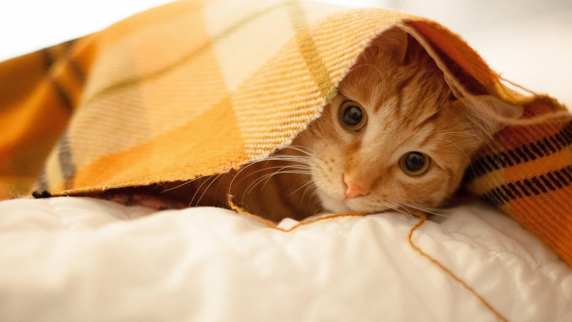 唯一性的双重奏，英格兰足球决胜里昂与佩德里跨界NBA总决赛的传奇接管