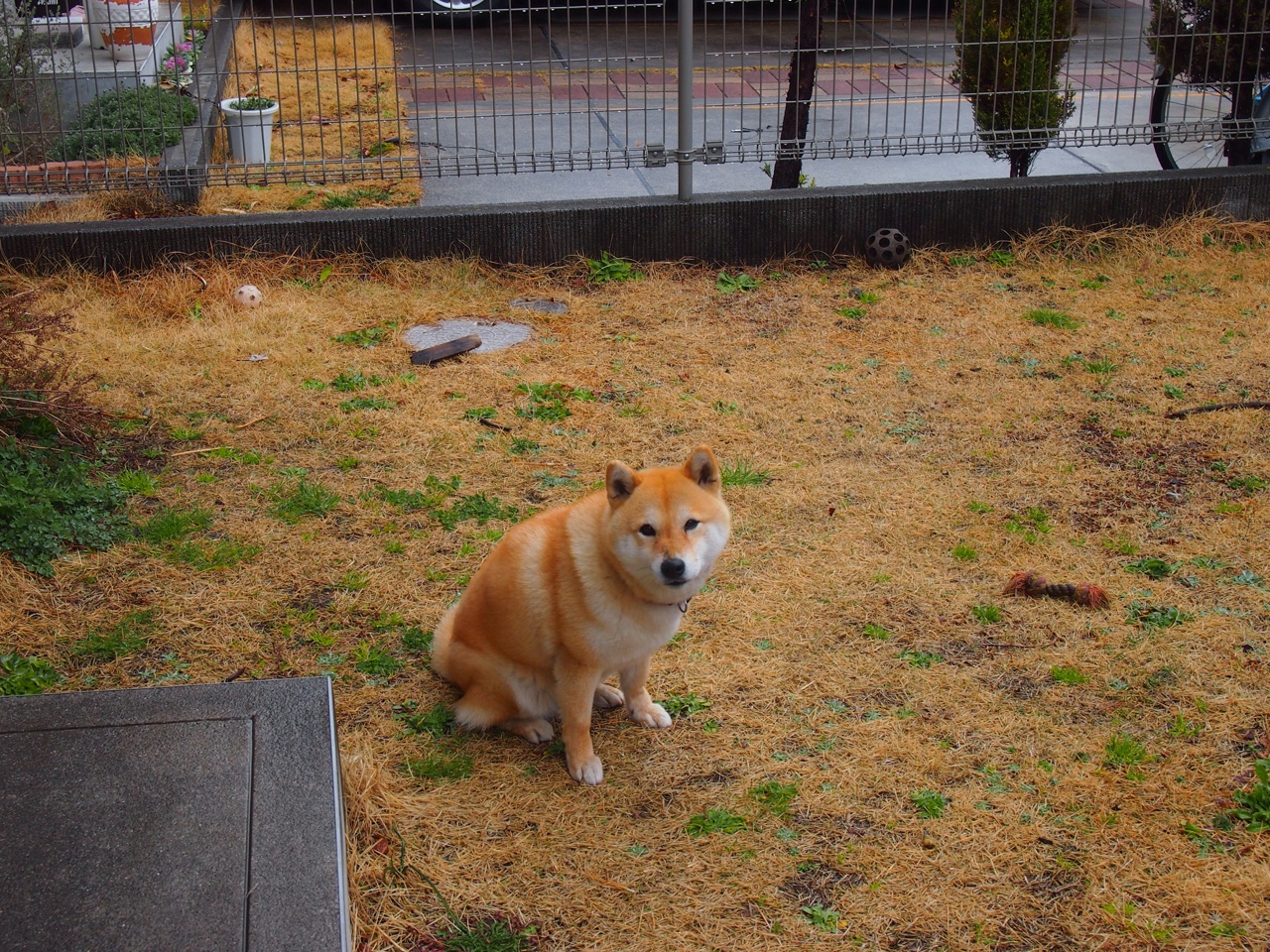 外援孤星,悬崖边约基奇式胜利撕裂辽宁不败金身