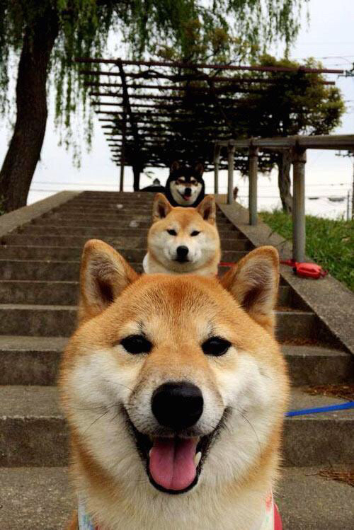 门迪神扑定乾坤，摩纳哥3-2险胜塞内加尔，制霸非洲之巅