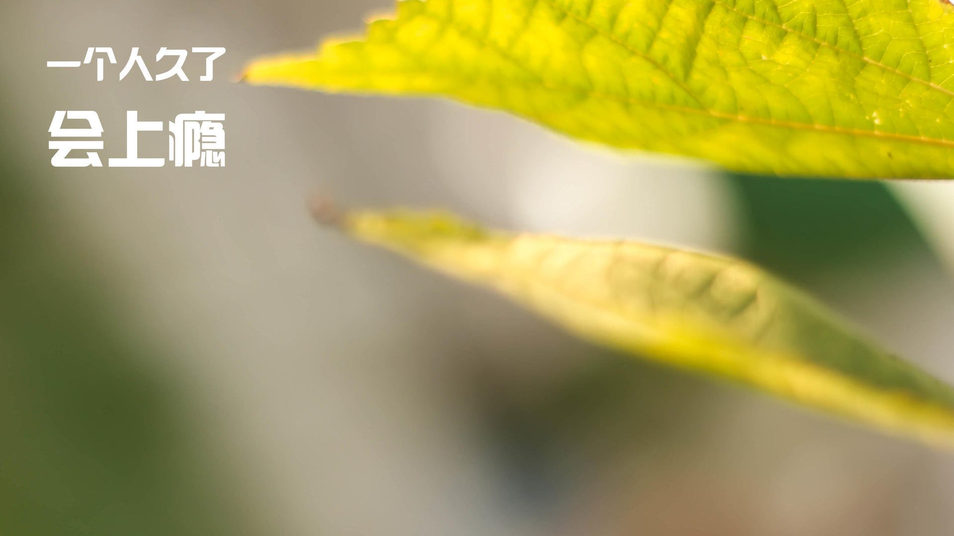 铁壁与樱花之锁，若日尼奥的惊雷一击