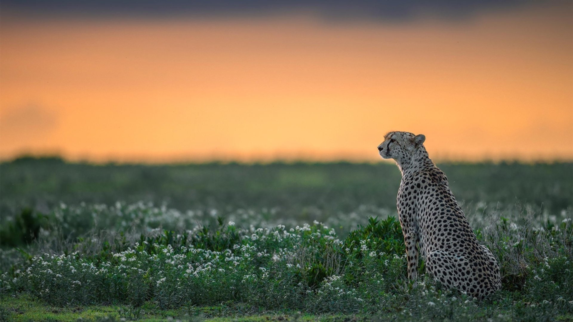 德甲争冠战暗藏红箭,塞内加尔足球的胜利