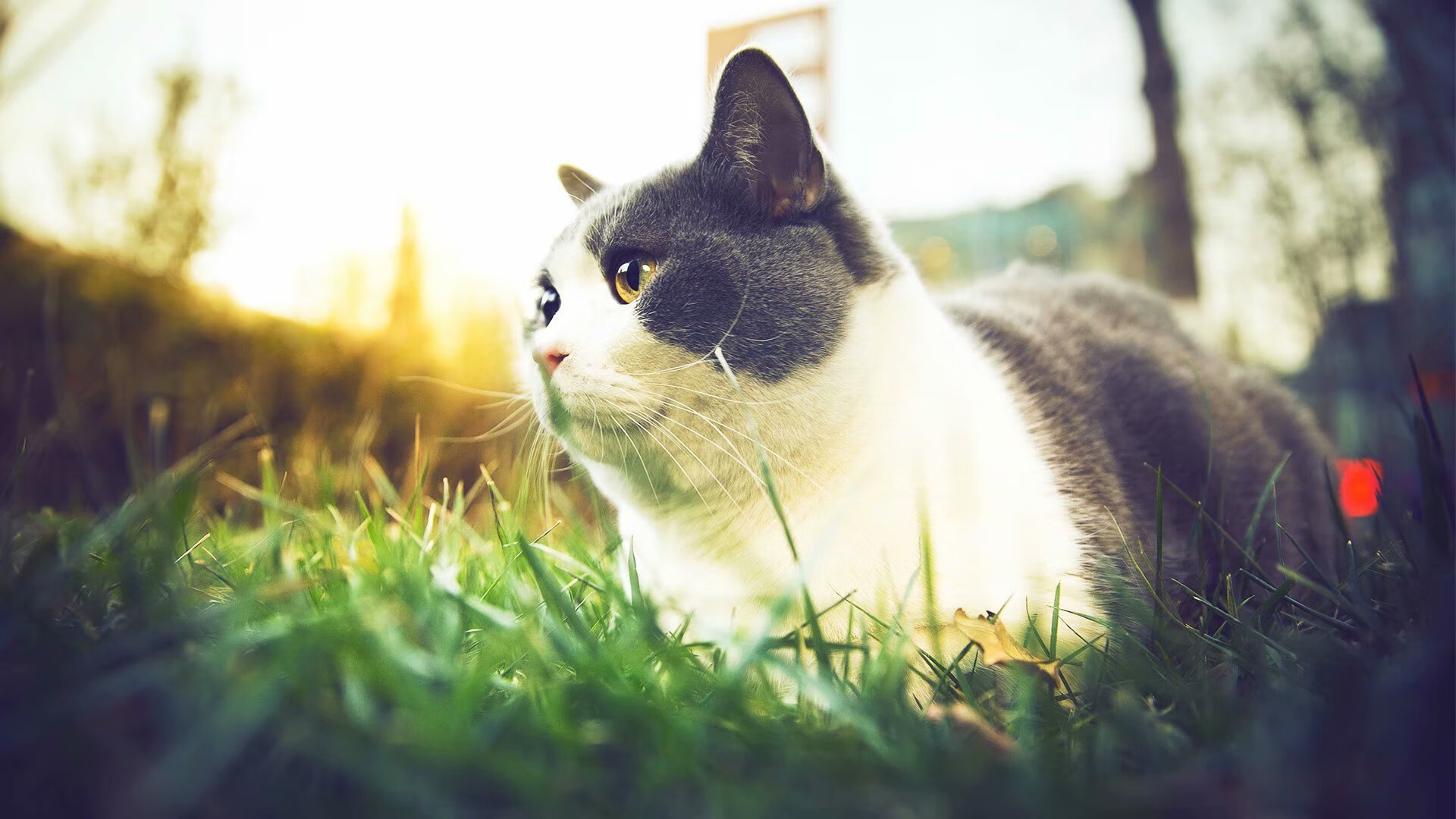 虚构纪元,广厦队如何在一场东决焦点战中彻底压制火箭队