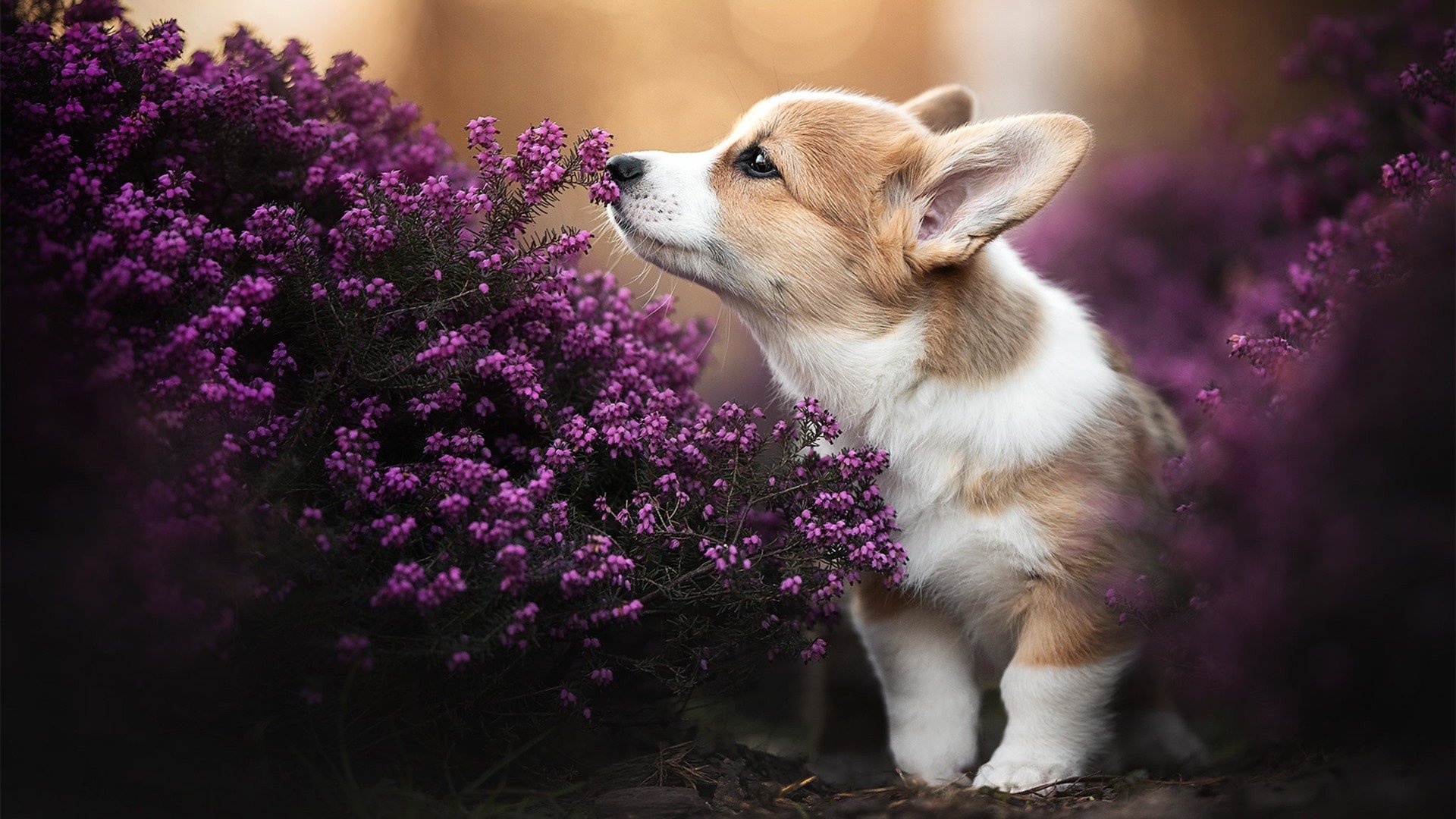 马克西飙分令对手无计可施,勇士团队发力大胜活塞—NBA赛场双星闪耀,攻防盛宴引爆热议