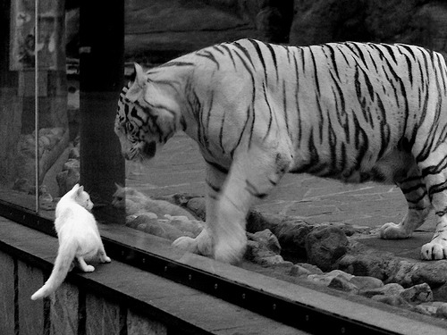 翡冷翠的叹息与马德里的焰火，布雷默，一场鏖战铸就的英雄诗篇