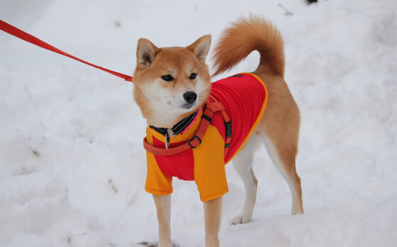 逆转之夜!乔治狂飙30+接管排名战,凯尔特人绝地翻盘猛龙