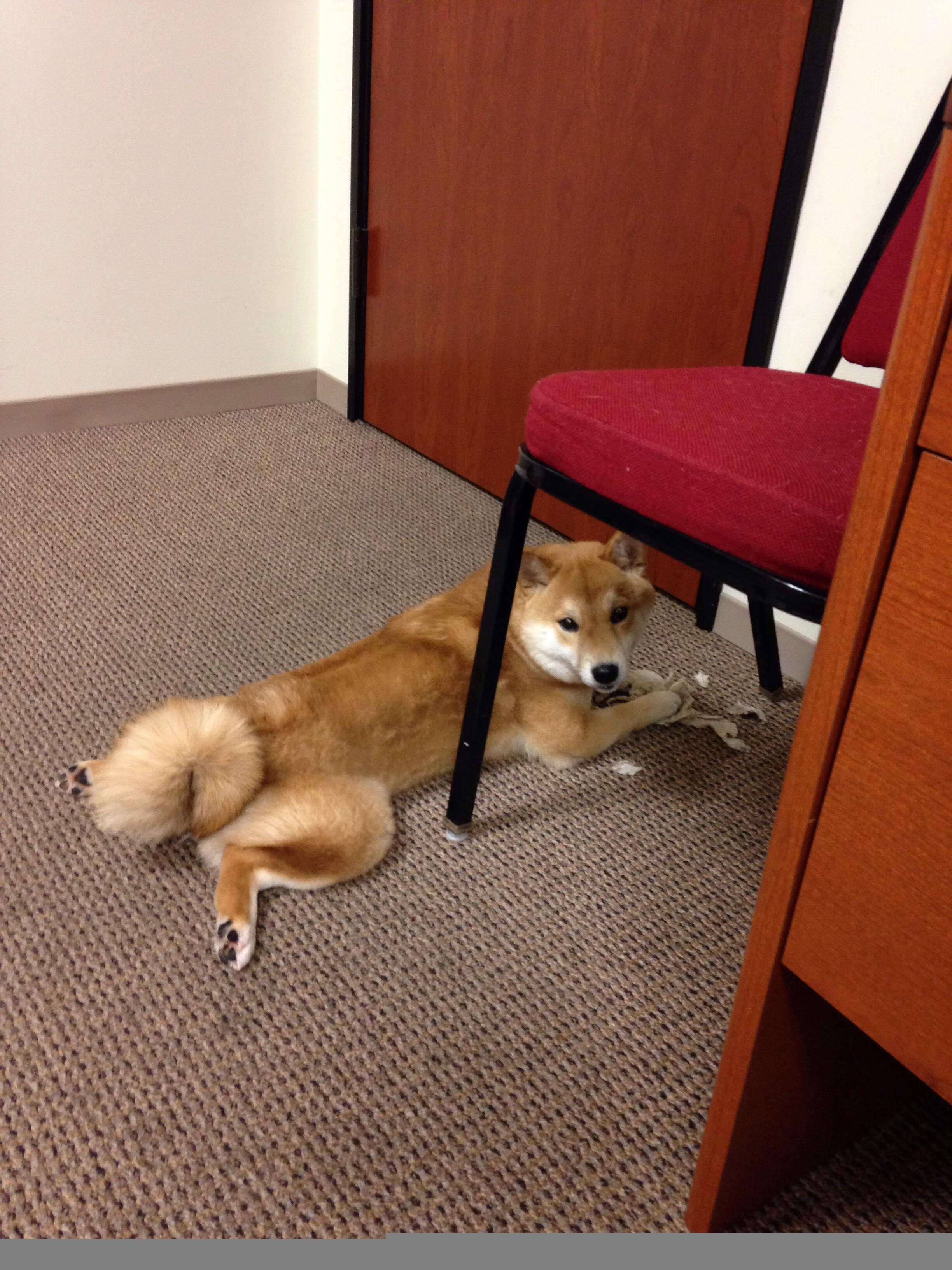 杀死尼克斯，他只是微微一笑，西亚卡姆如何成为奇才的终极密码？