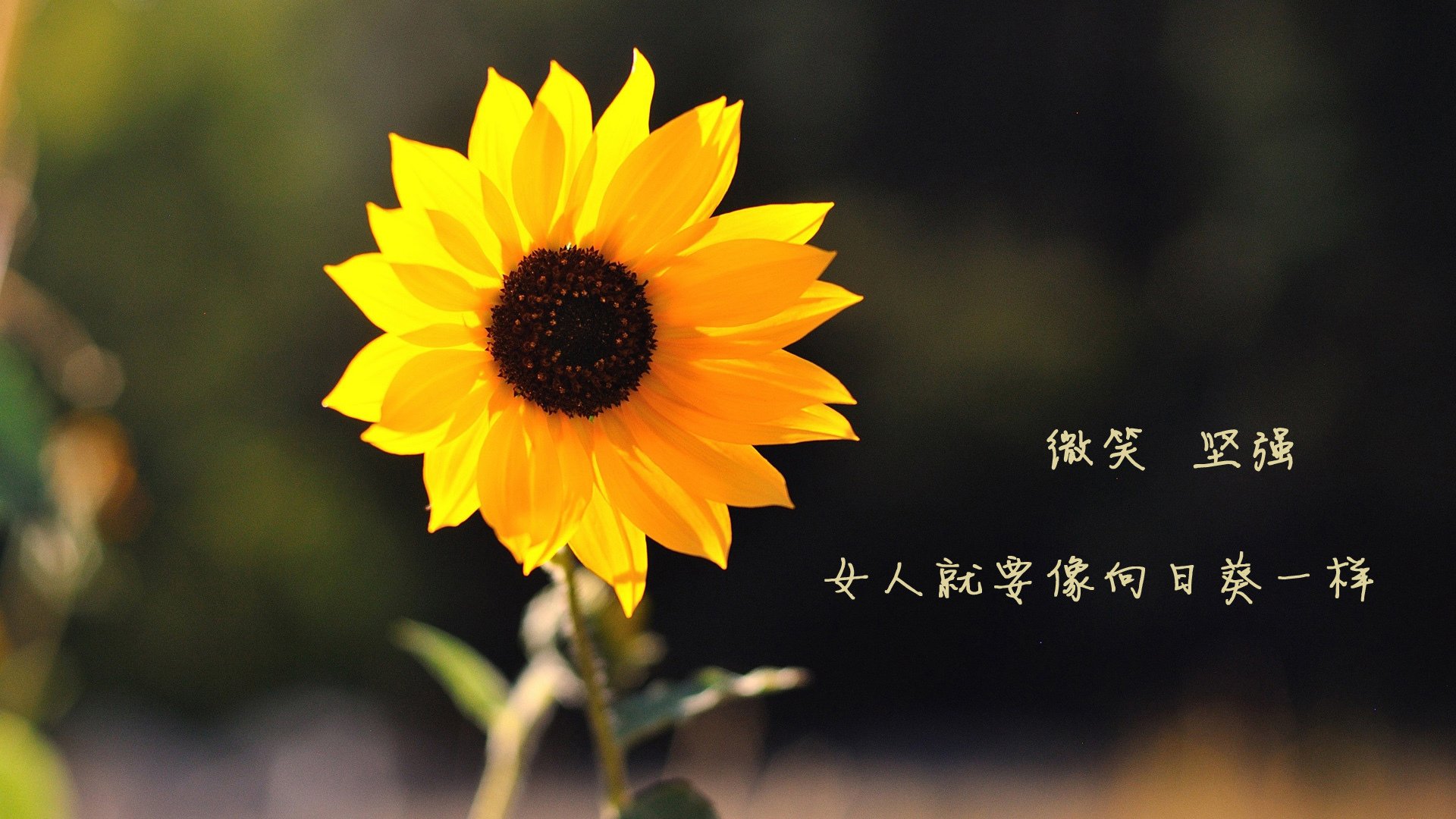 烈焰焚云，本泽马状态炙热，法国战车诗意碾过伊拉克绿茵