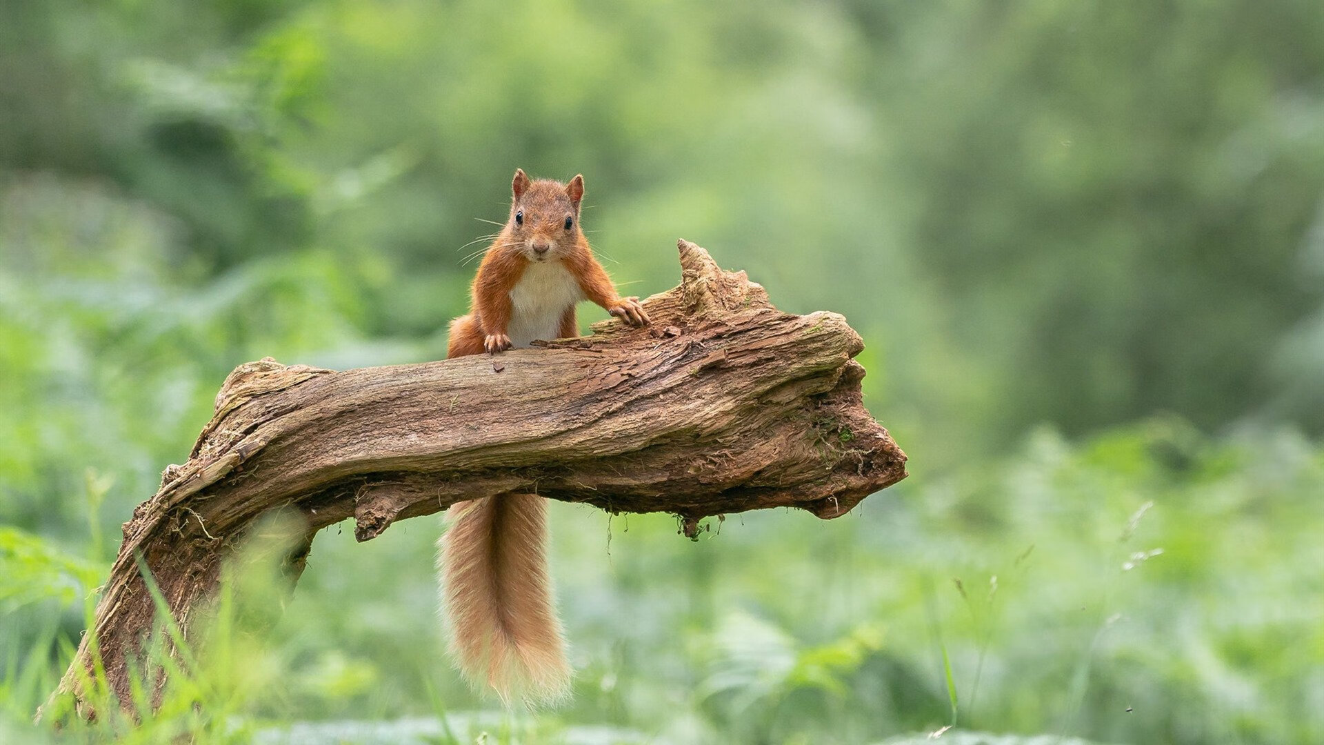 昨夜，当班凯罗在意甲闪耀时，他的选秀模板在NBA完成绝杀