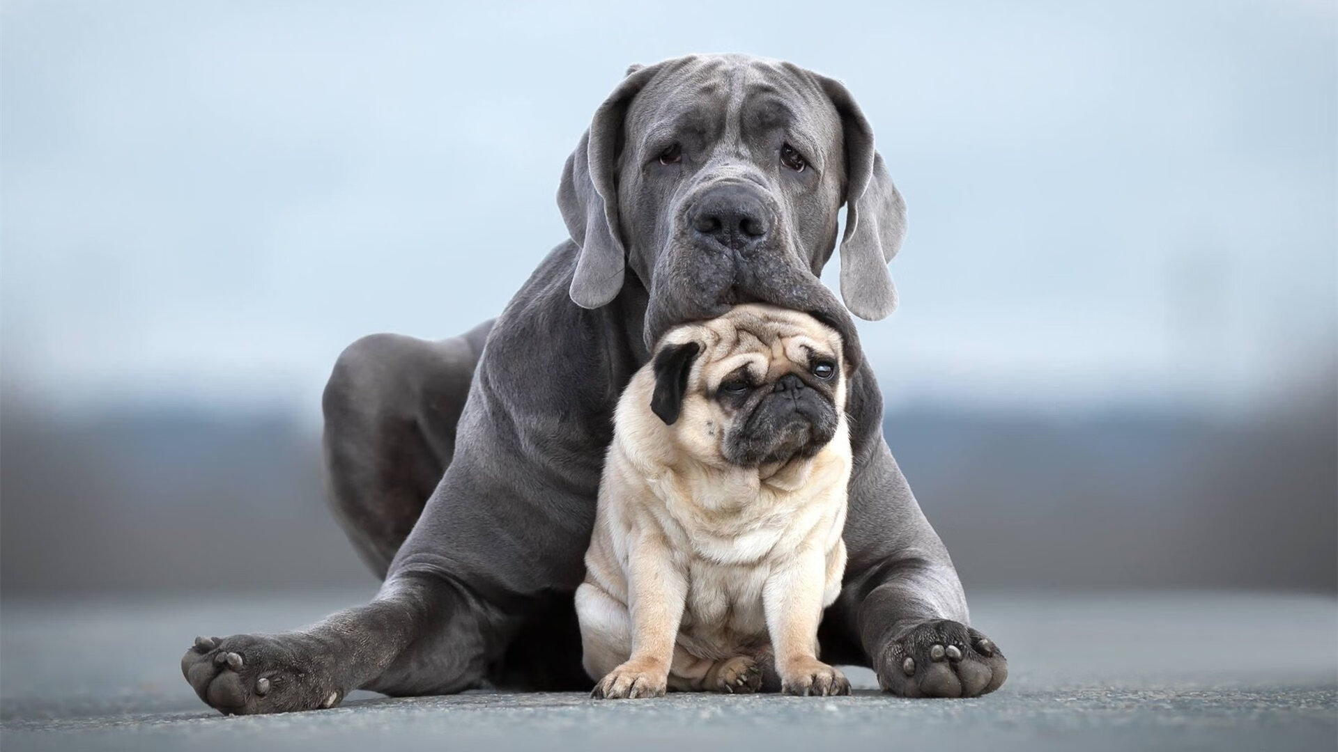 东方之巅，西方利爪，老鹰对阵广东，谁与争锋？