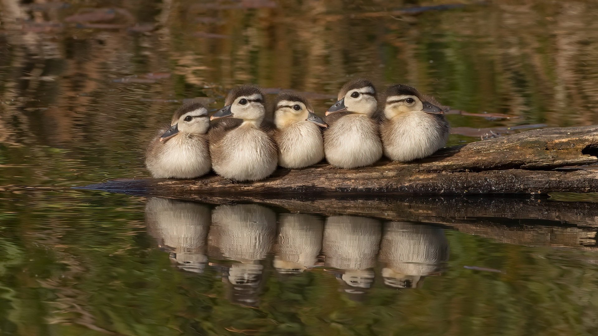球场对岸，当欧冠的暴烈遇见库里的呼吸