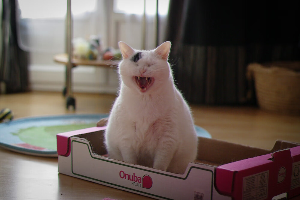 铁壁与利刃，步行者防守窒息黄蜂，塔图姆逆境中完成救赎