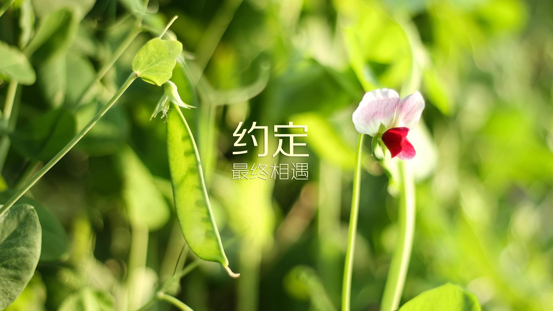 蓝白之心与东瀛之魂,2026世界杯C组,阿根廷中场之核与梅西的终极救赎